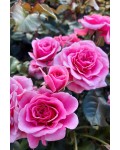 Троянда флорібунда Роял Боніка рожева | Роза флорибунда Роял Боника розовая | Floribunda Rose Royal Bonica pink